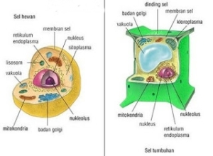 Perbedaan sel  Prokariot Eukariotik  dan sel  Hewan  Tumbuhan 